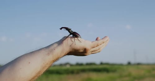 Stag Beetle Resting on Hand in Grassy Field
