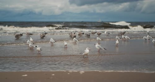 A Flock of Seagulls Stand on a Sandy Beach on a Cloudy Stormy Day