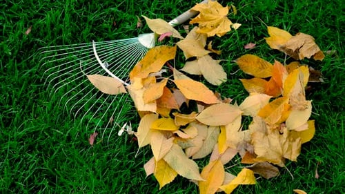 The Gardener Removes the Fallen Leaves on the Grass