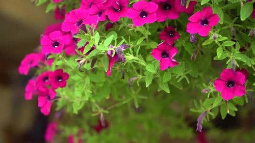 A hanging basket with flowers of petunia blossoming light purplish red. Home exterior plants in a cl