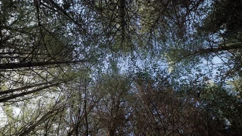 Looking up in dense forest through tops of tree branches, blue sky