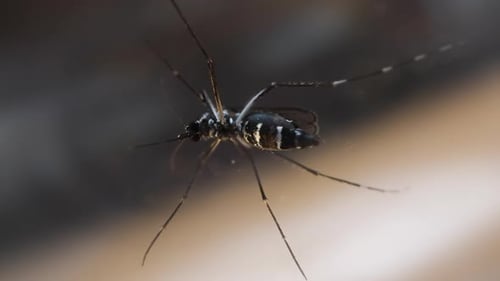 Closeup View of a Mosquito Bottom View