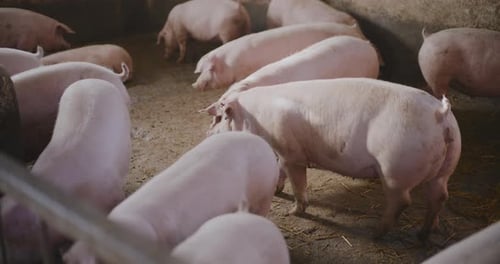 Swine Pigs Husbandry Modern Pig Farm Livestock Farm Pork Production