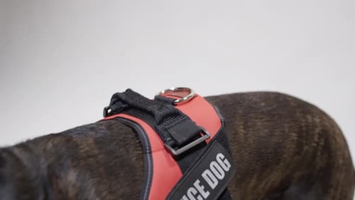 Brindle Dog Wearing Service Dog Harness Close Up