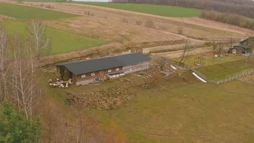 Aerial View of Sheep Gathering Near Farm Barn