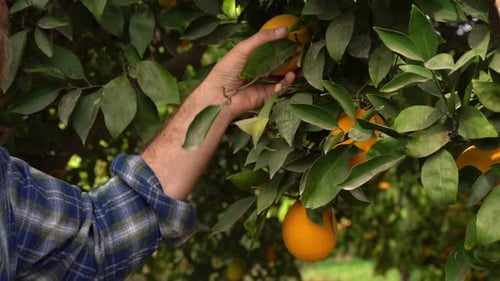 Orange harvesting. Fruit is on branch and farmer hand crop picking fresh food. Autumn season Turkey