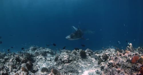 Tiger Sharks Swimming Underwater in Blue Ocean Shark Diving with Tiger Sharks in Maldives
