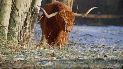 Furry brown highland cow with huge horns ruminating in winter forest.