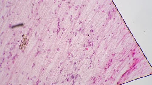 Loose Connective Tissue Whole Mount Microscopic View with 100 Times Magnification Filmed on Bright