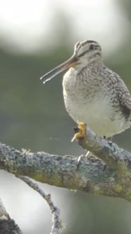 Vue verticale de la bécassine de Latham, de la faune dans la forêt profonde