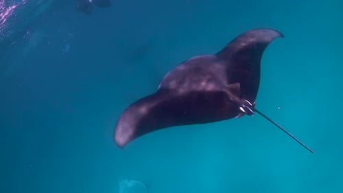 Close Underwater footage of many manta rays swimming around in blue ocean