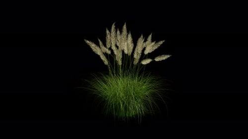 Pampas Grass Or Cortaderia Selloana E Grass Gently Blowing In The Spring Wind Animation