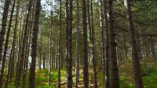 Ferns and bushes inside mystery mountain forest with pine trees seen from below