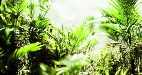 Lush Tropical Foliage with Sunlit Greenery in Dense Forest Environment