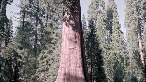 Tilt up video of a giant sequoia in the redwood forest of Sequoia National Park, California
