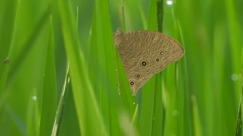 Schmetterling im grünen Reisgras.
