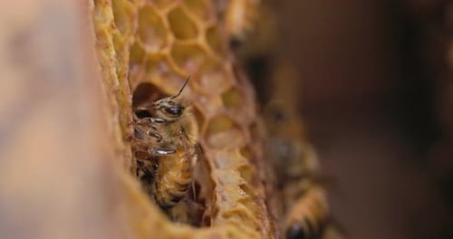 Side view of a Honey comb with a honey bee cleaning up its face with legs as other emerges from behi