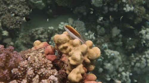 Little fish sitting on top of colorful coral in 4k