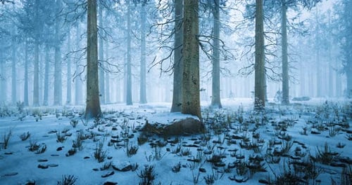 Snow Covered Forest in Winter with Tall Trees and Serene Atmosphere