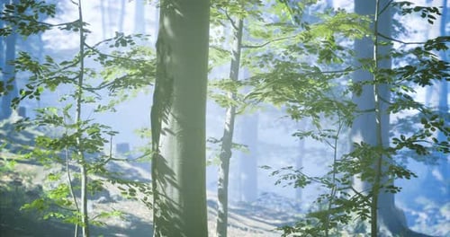 Forest Landscape with Sunlight Filtering Through Leaves in the Morning