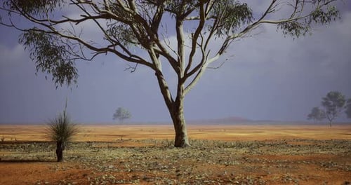 Solitary Tree in Arid Landscape with Swaying Leaves