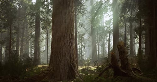 Majestic Forest with Tall Trees and Soft Sunlight Filtering Through Leaves