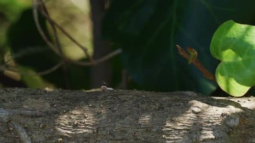 Ants walking on a tree sunny afternoon 4K