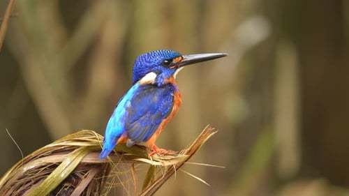 Vibrant Kingfisher Perched in Tropical Forest Setting