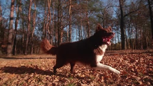 Border Collie Running Along Colorful Meadow with Sunshine in the Background