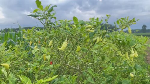 fresh cayenne pepper on the tree
