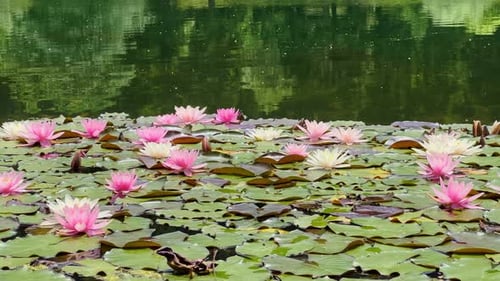 Schöne Lilien-Lotusblumen in der Nähe des Sees 34