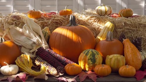 Pumpkins and Corn: Festive Autumn Harvest Arrangement