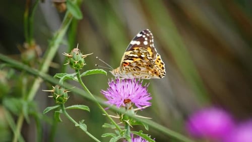 Butterfly Feeds On Vivid Purple Flower in Nature