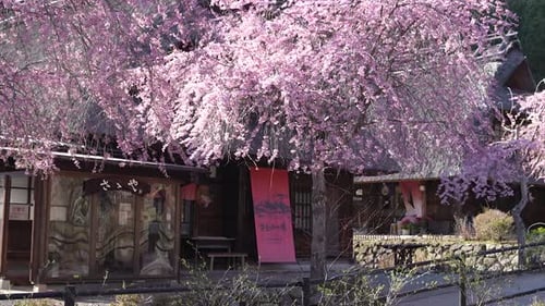 Cherry Blossoms Bloom in Rural Japanese Village