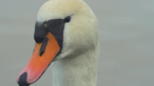 Cisne branco mudo (Cygnus olor) olhando para a câmera em um dia nublado, foto de perto extrema