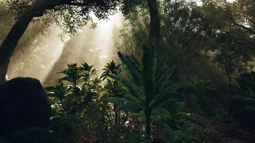 Sunlight Rays in Enchanted Jungle Forest Fly Through