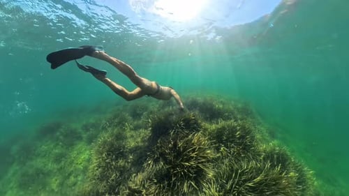 freediving on a poseidonia hill in the mediterranean