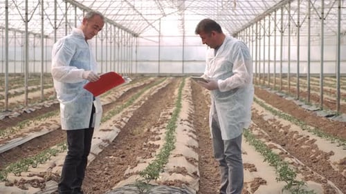 Agronomists Examines Plant