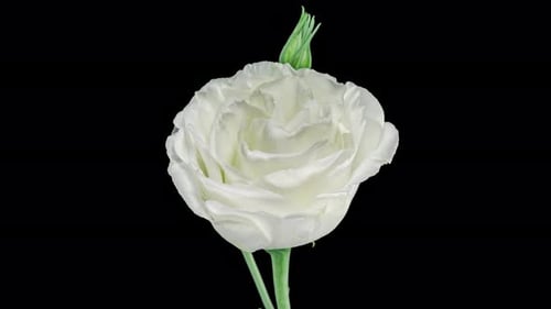 Beautiful White Eustoma Russellianum (Lisianthus) Flower on a Black Background Close Up