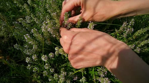 Une femme tend la main pour cueillir du thym et des fleurs sauvages dans un champ