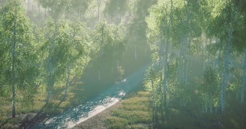 Sunlight Filters Through Green Trees Along a Tranquil Forest Pathway