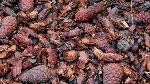 cones and leaves lie on the ground Golden autumn