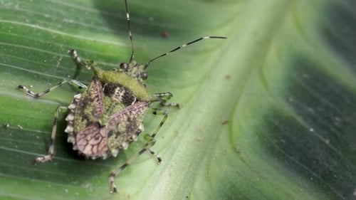 Macro view of green shield bug or stink bug on leaf, close up
