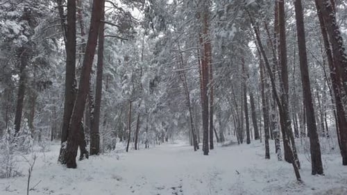 Quality Video of a Walking in a Beautiful Winter Forest Fresh Snow