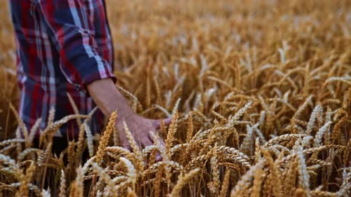 Unrecognized old man wearing checkered shirt walks by the wheat field.