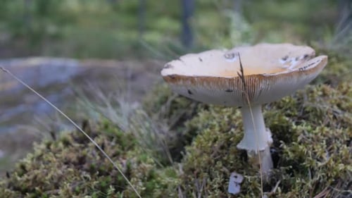 Pale toadstool, also green fly agaric, is a deadly poisonous mushroom of the fly agaric genus