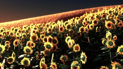 Sunflower Field at the Dramatic Sunset