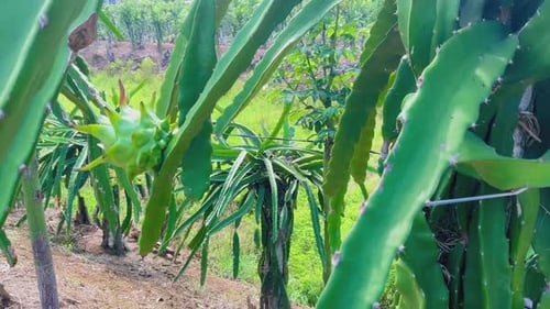 young and fresh dragon fruit trees
