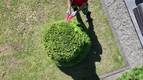 Gardener trims a shaped hedge in a well-maintained yard on a sunny afternoon
