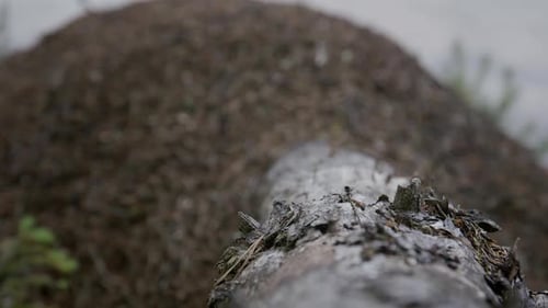 Umgestürzter Baumstamm, der sich in sanfter Schärfe in einen großen Ameisenhaufen erstreckt. Der verschwommene Ameisenhaufen pulsiert dahinter
.